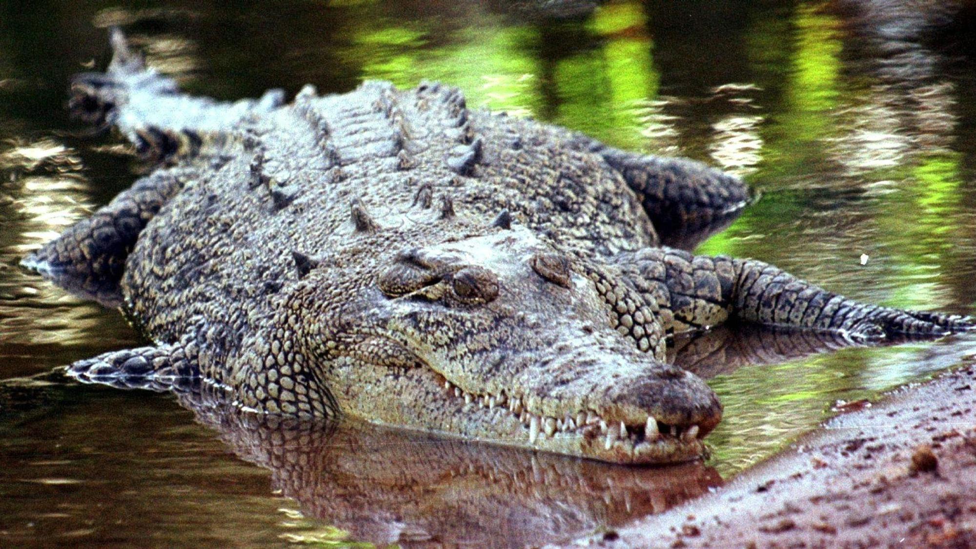 Ein Salzwasserkrokodil, aufgenommen in Australien. (Symbolbild)