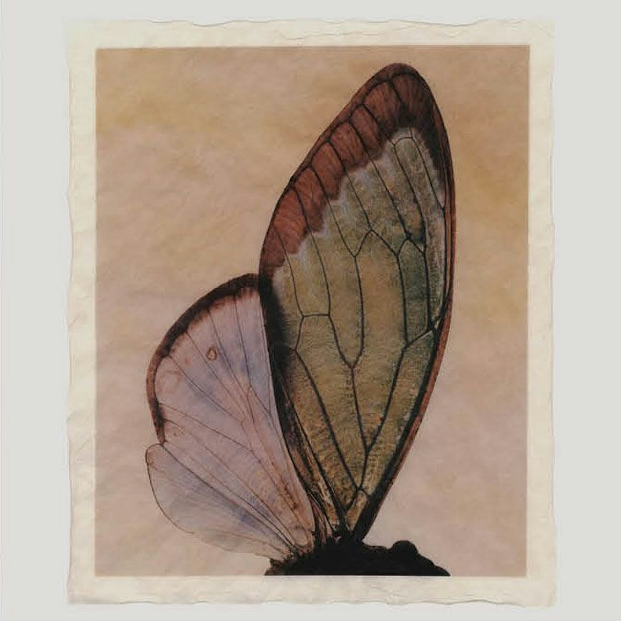 Das Kunstwerk zeigt den Flügel eines Insekts.