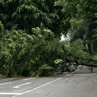 15.07.2021, Köln: Auf dem Militärring ist nahe der Friedrich-Schmidt-Straße sind viele Bäume umgefallen und der Militärring ist daraufhin zwischen Friedrich-Schmidt-Straße und Aachener Straße gesperrt worden. Blickrichtung Aachener Straße.
Foto: Csaba Peter Rakoczy