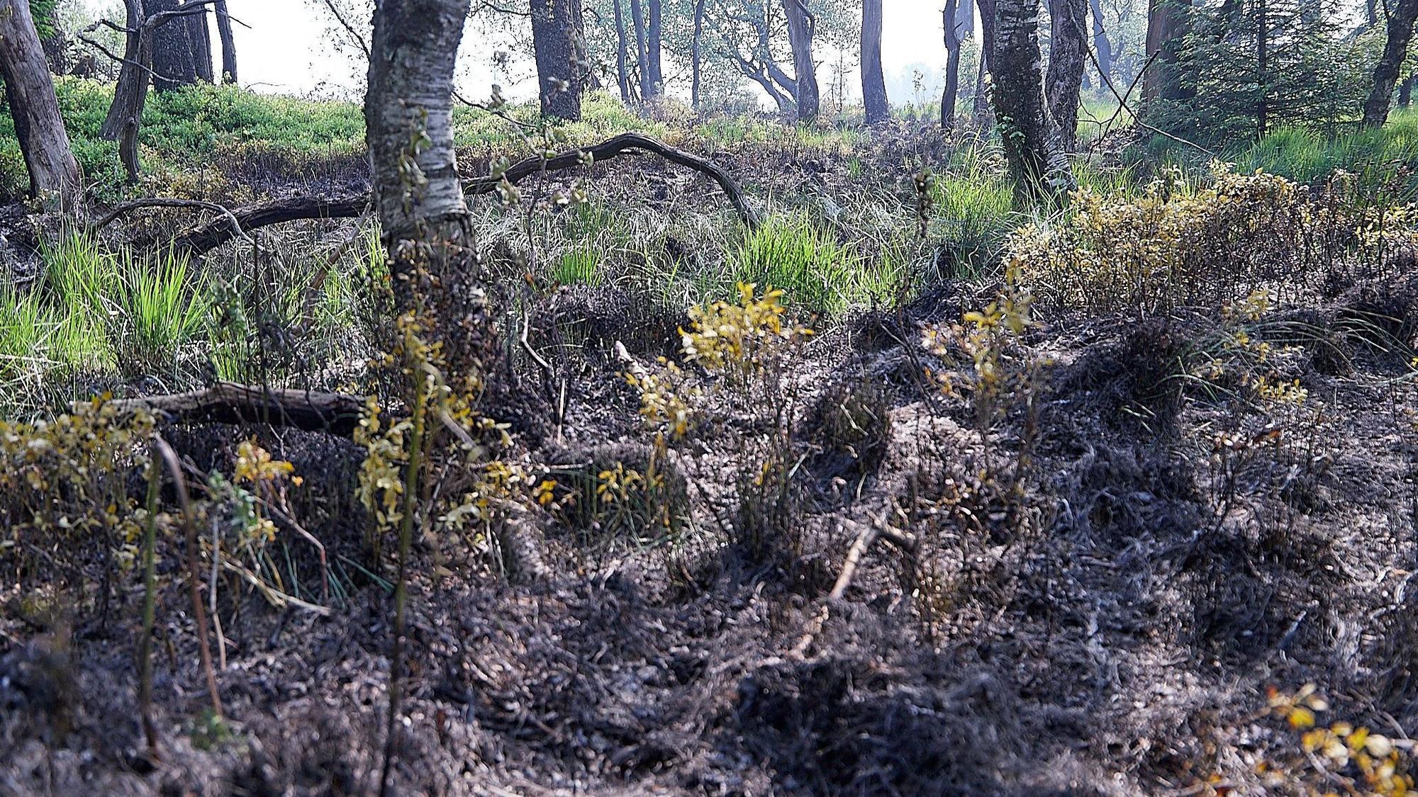 Mit einem Großaufgebot an Einsatzkräften waren die belgische und deutsche Feuerwehr gemeinsam im Venn unterwegs, um einen Oberflächenbrand zu löschen. An einem lauschigen Bach brach am Montagnachmittag gegen 17.30 Uhr der Brand aus.