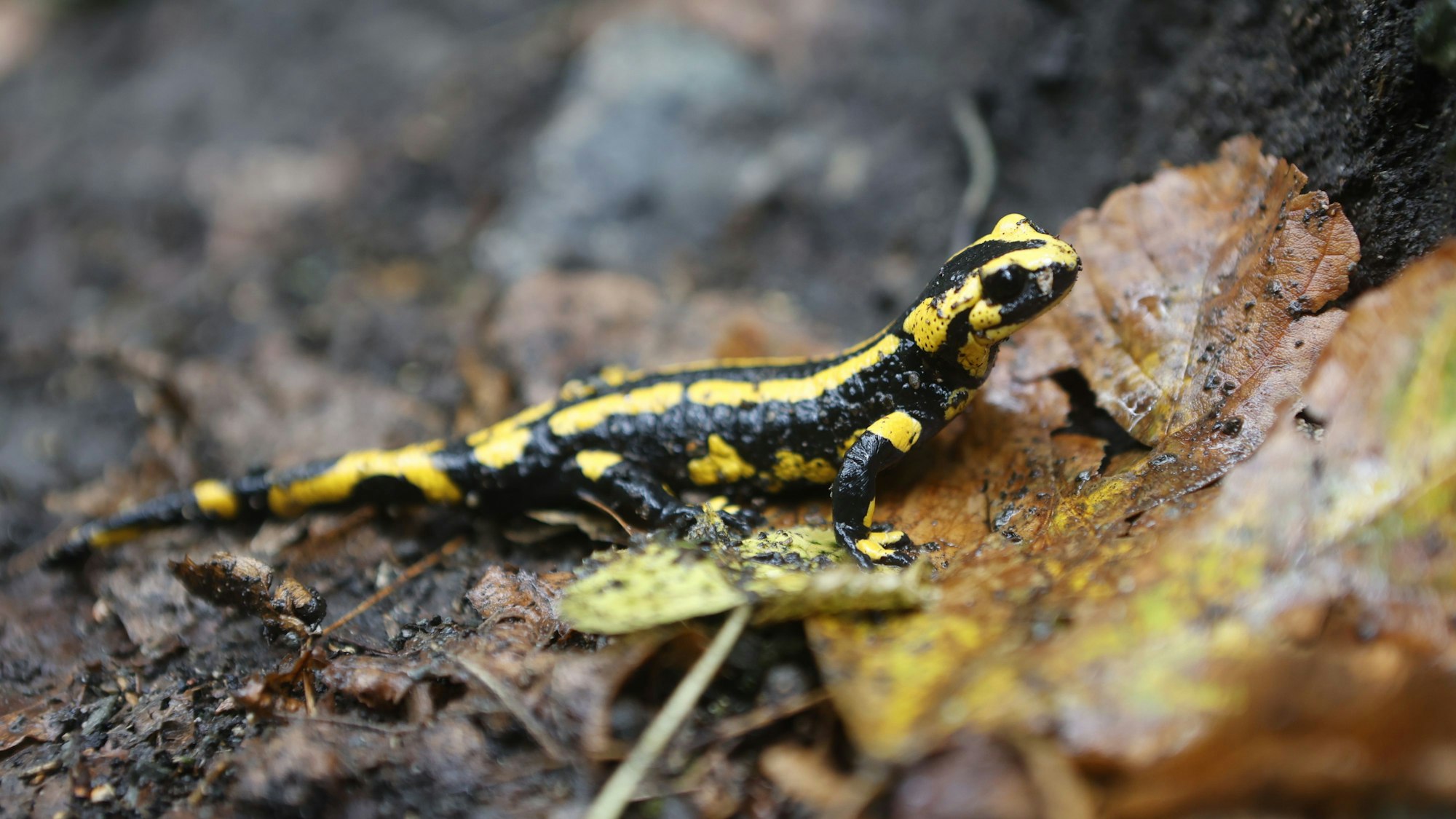 Ein Feuersalamander krabbelt durch das nasse Laub. Mit dem Regenwetter der vergangenen Tage kommen die Feuersalamander zunehmend aus ihren kühl-feuchten Bodenverstecken.