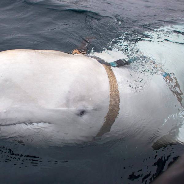 Der Beluga-Wal „Hvaldimir“ ist von Norwegen nach Schweden weitergezogen. Die Archivaufnahme aus dem Jahr 2019 zeigt das Tier mit einem mysteriösen Geschirr.