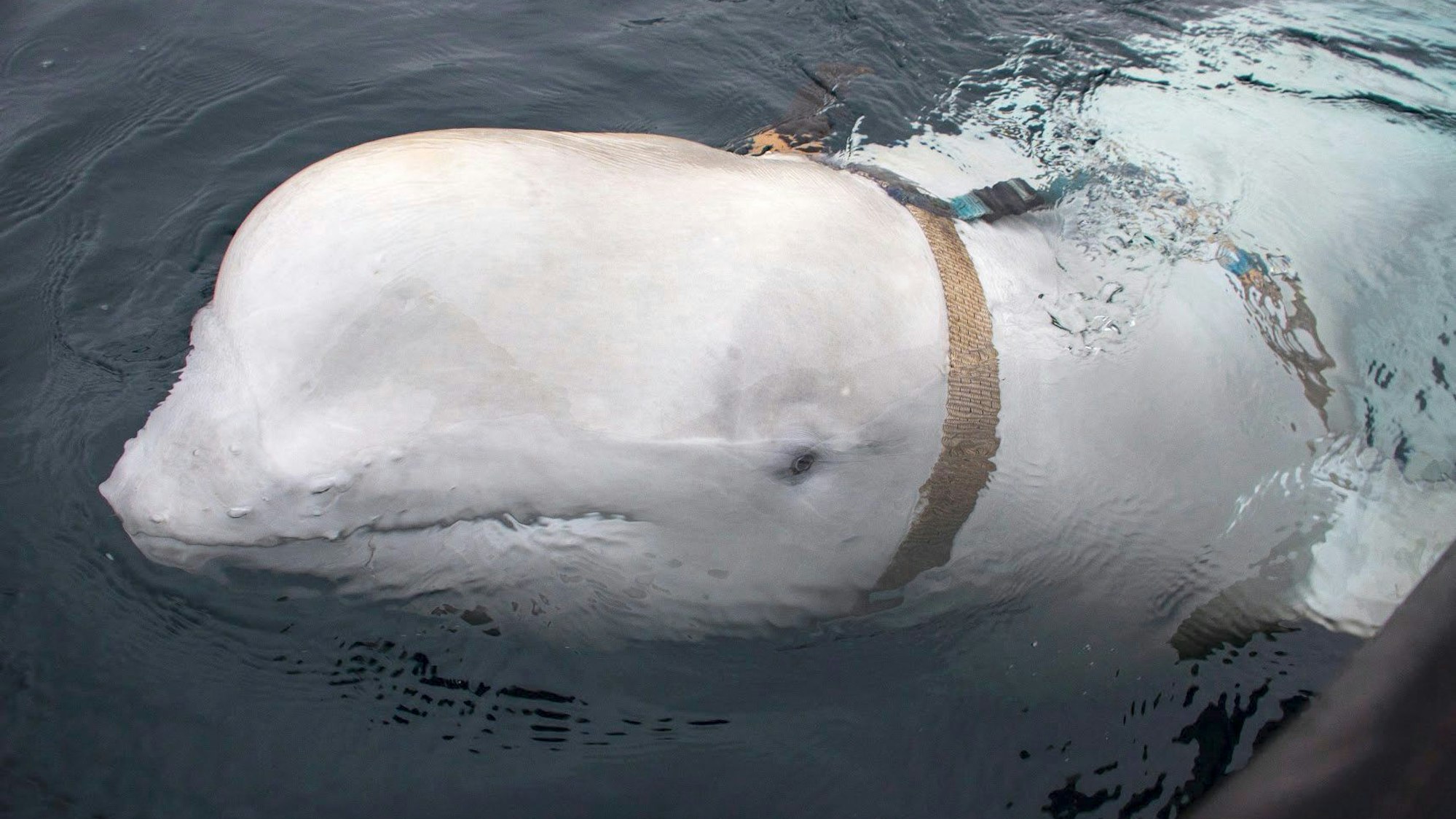Der Beluga-Wal „Hvaldimir“ ist von Norwegen nach Schweden weitergezogen. Die Archivaufnahme aus dem Jahr 2019 zeigt das Tier mit einem mysteriösen Geschirr.