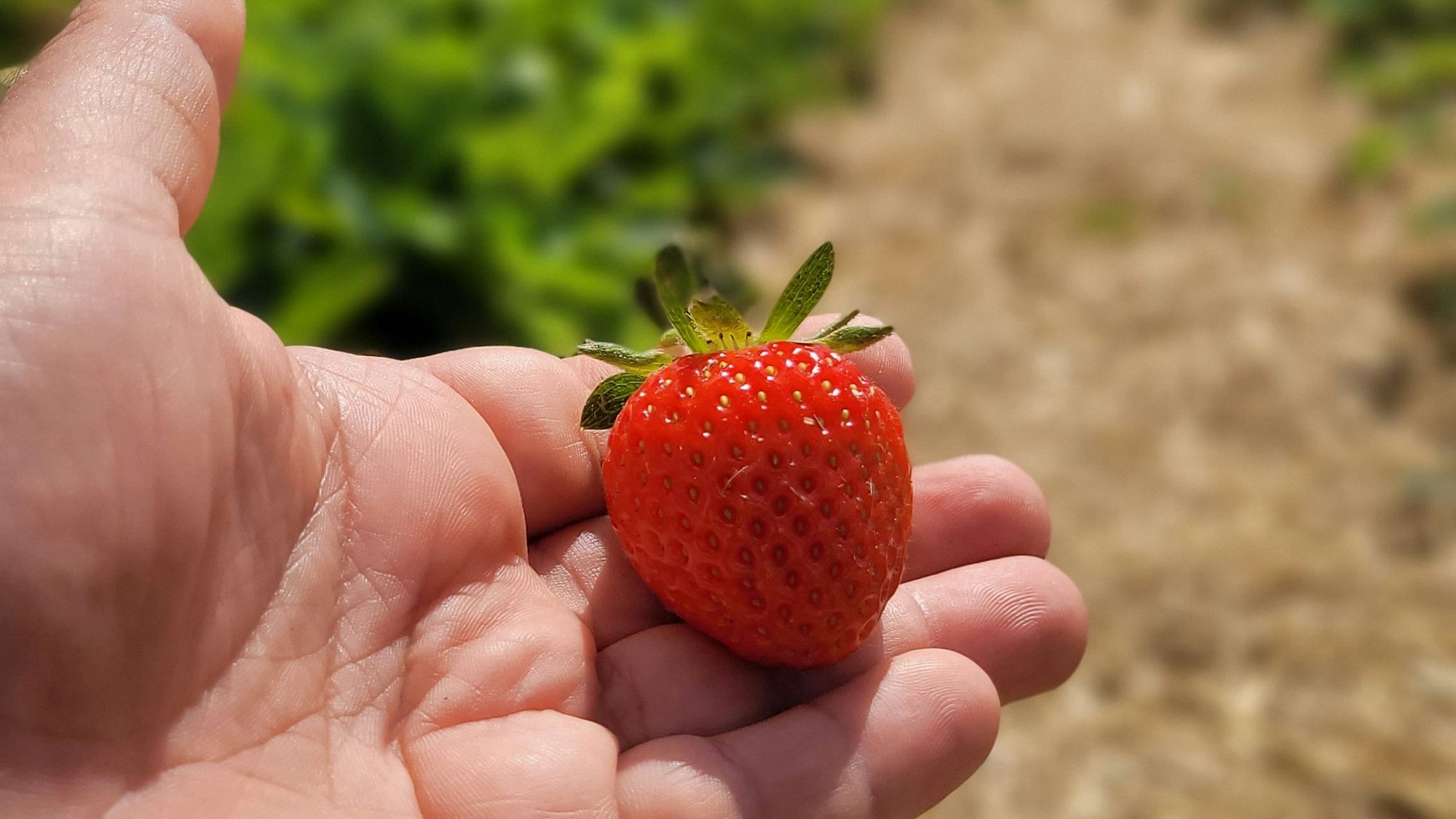 Erdbeere in einer Hand vor einem Feld