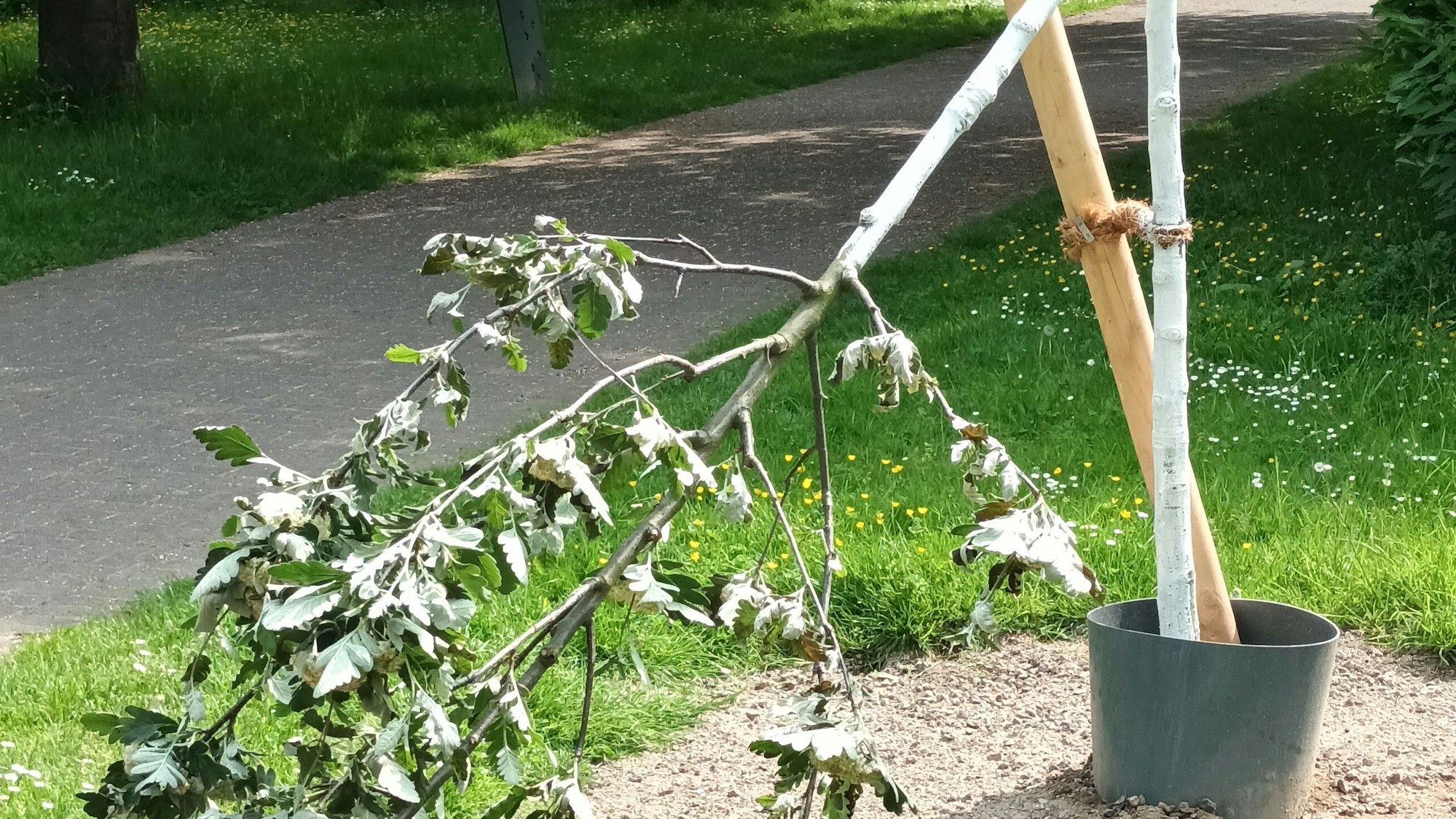 Das Foto zeigt eines der abgeknickten Bäumchen.