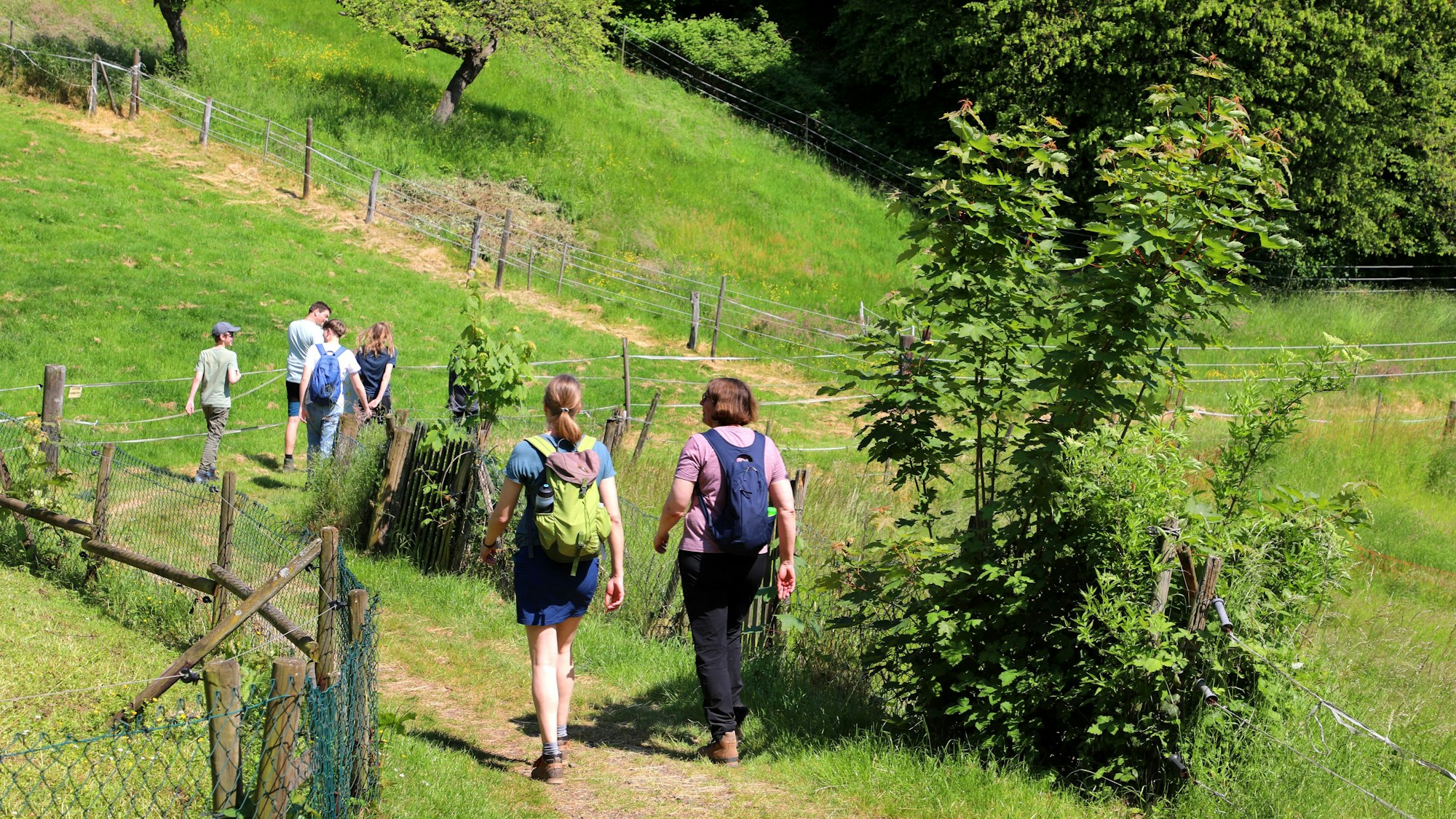Zwei Familien laufen auf einem Wanderweg zwischen Wiesen hindurch.