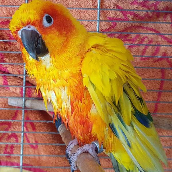 Der Sonnensittich Gismo mit gelb-orangem Gefieder und dunklem Schnabel sitzt in seinem Käfig und schaut neugierig in die Kamera.