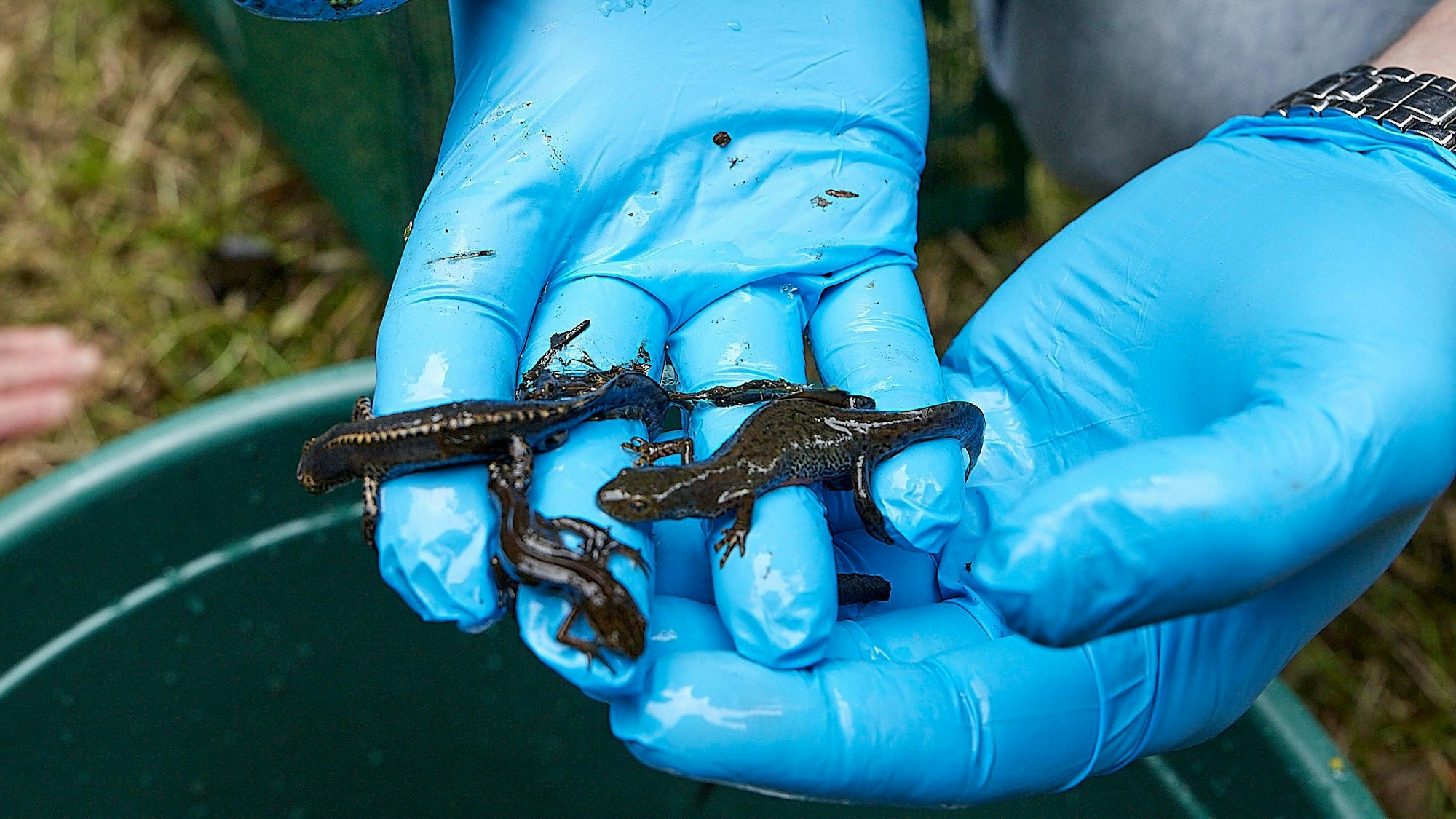 Auf dem Bild sind zwei Hände zu sehen, die in blauen Einmal-Handschuhen stecken. Darauf krabbeln drei Molche.