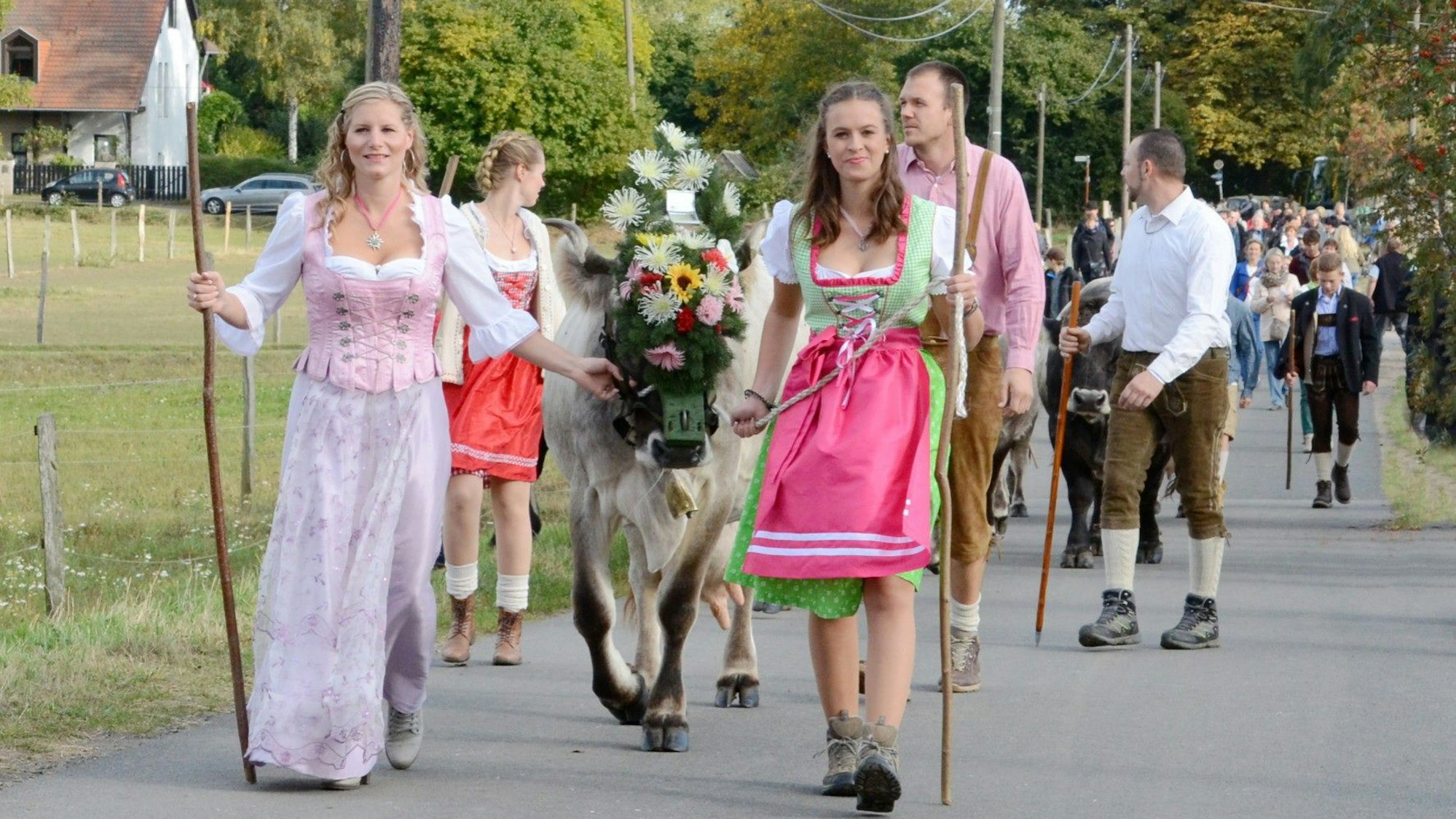 Eine Parade aus Menschen in bayerischer Tracht laufen mit Stöcken und einer Kuh die Straße entlang.