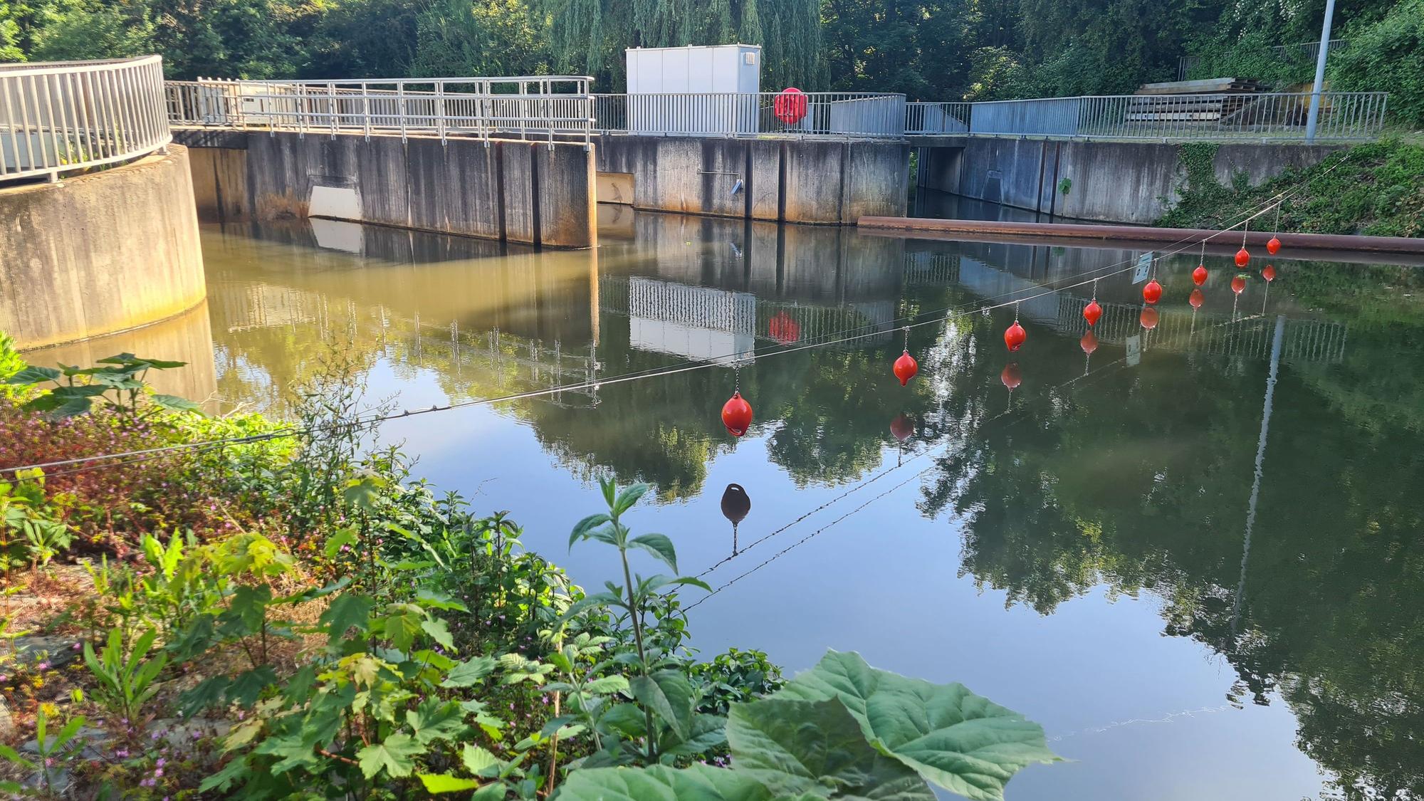 Ein Stahlseil mit Rettungsbojen sichert das Wehr in Bedburg, auch Rettungsringe und eine Strickleiter sind neu.