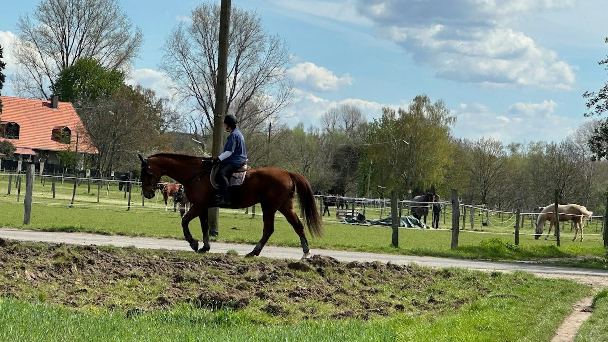 Ein Mensch reitet auf einem Pferd. Im Hintergrund ist die Pferdeweide zu sehen.
