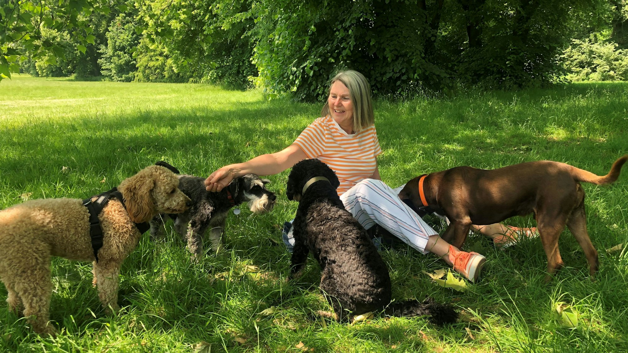 Frau sitzt auf der Wiese. Um sie herum vier Hunde