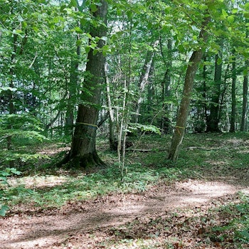 In einem Wald sind ein gelbes und ein blaues Band um einen Stamm gebunden. Sie markieren, dass der Baum gefällt wird.
