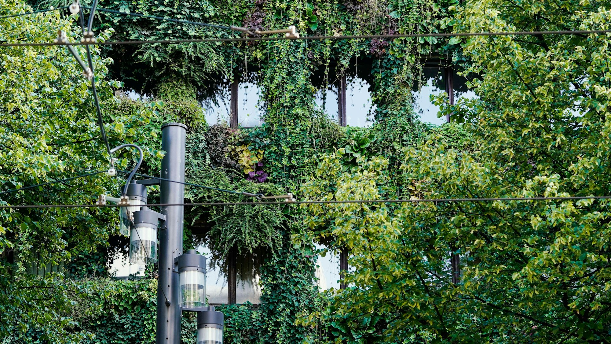 Mehr Fassadenbegrünung würde dabei helfen, Köln zur Schwammstadt zu machen.