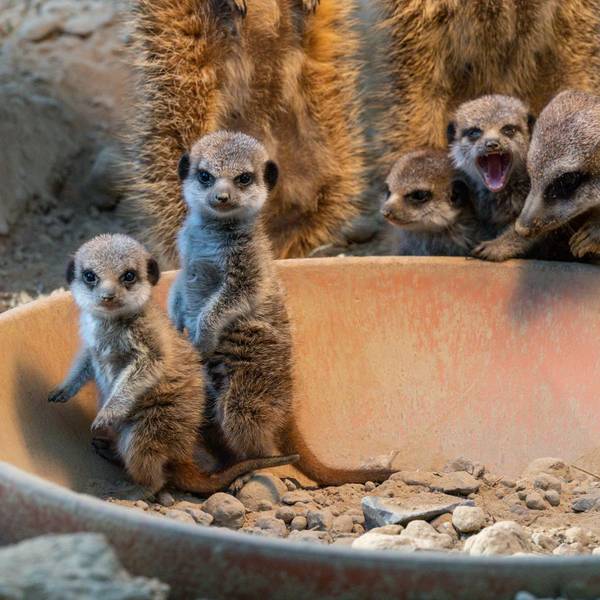 Erdmännchen schauen neugierig in die Kamera.