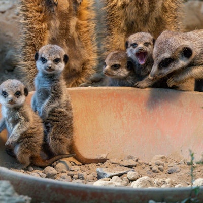 Erdmännchen schauen neugierig in die Kamera.