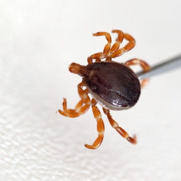Eine tote Haarige Hyalomma. Das RKI hat einen neuen Bericht veröffentlicht zu den gesundheitlichen Folgen des Klimawandels, auch neue Zeckenarten wie die Hyalomma-Zecke werden in Deutschland häufiger vorkommen und Krankheiten übertragen.