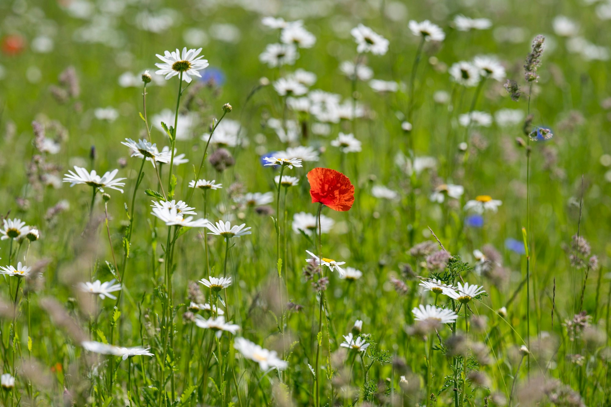 Eine bunte Wiese in Nahaufnahme mit vielen Blumen.