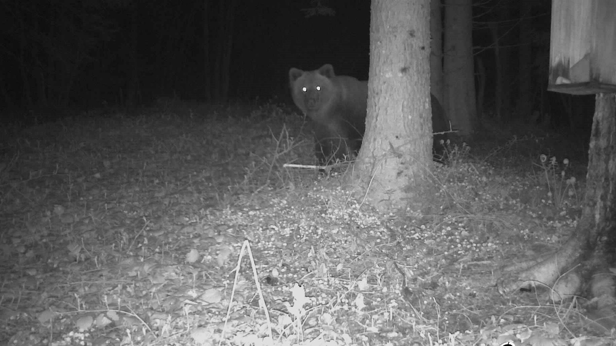 Eine Fotofalle im Landkreis Traunstein hat im Jahr 2023 erstmals einen Braunbären in Bayern fotografiert. Das Tier lugt hinter einem Baum hervor.