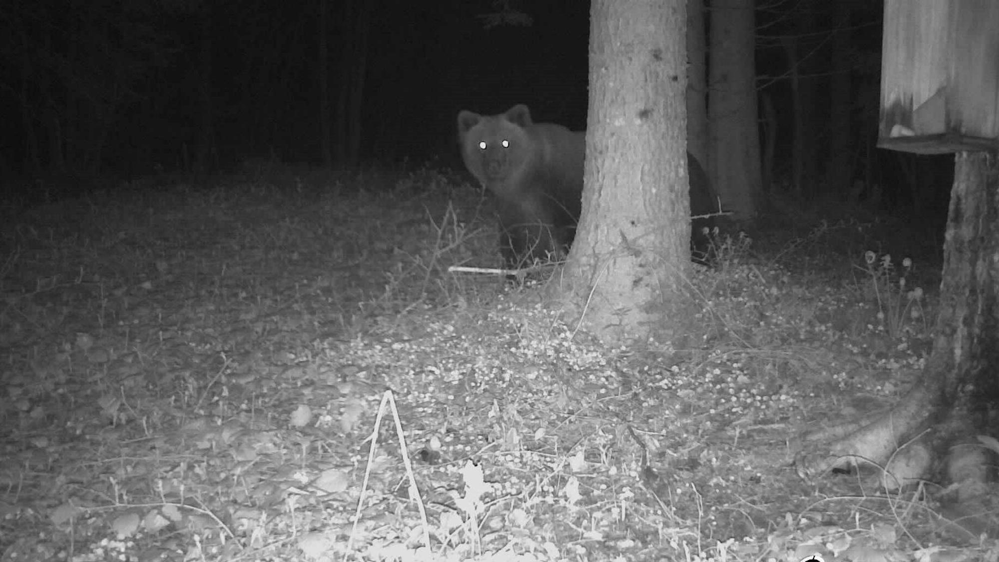 Foto einer Wildkamera im bayerischen Landkreis Traunstein vom 7. Mai 2023. Es ist die erste Braunbär-Sichtung in Bayern im Jahr 2023.