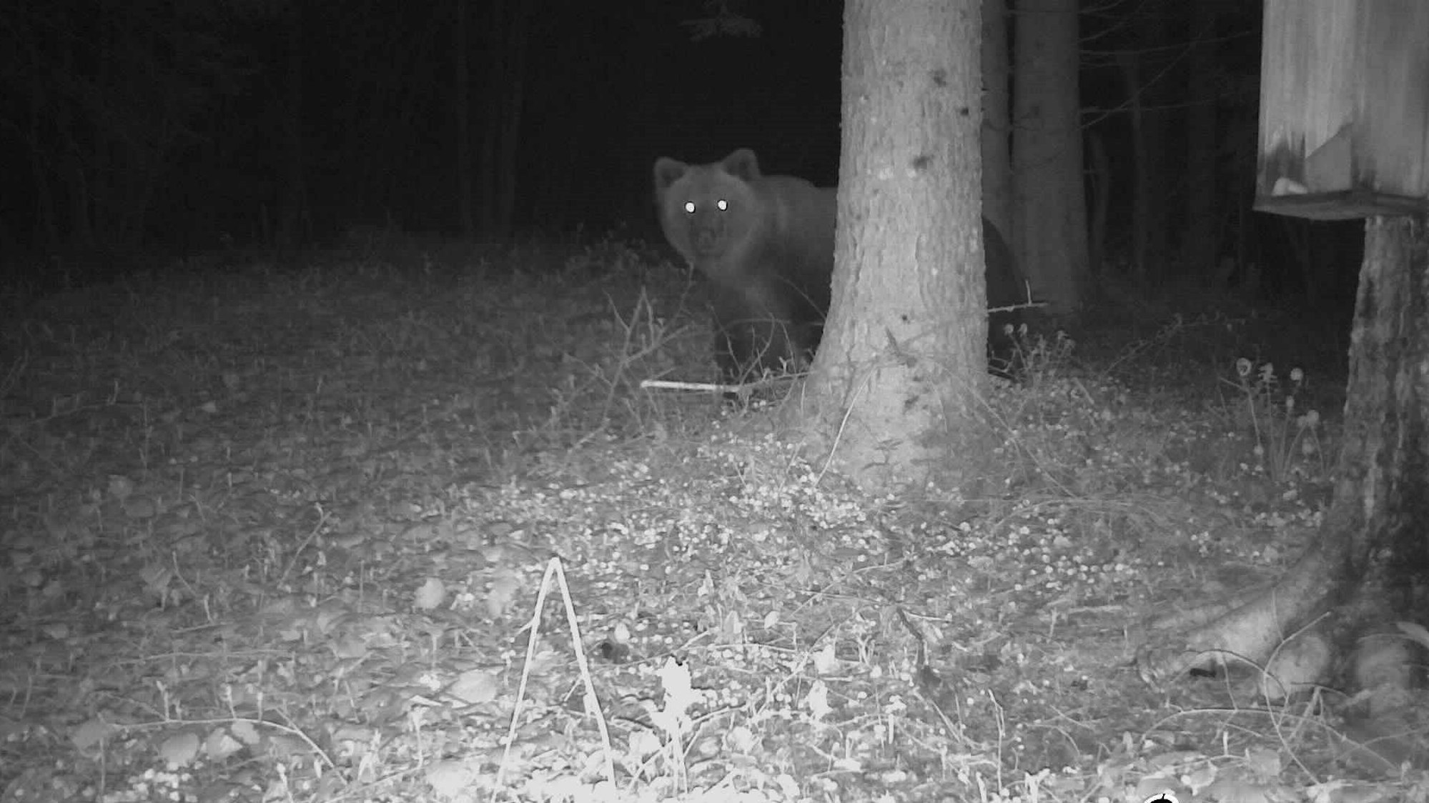 Foto einer Wildkamera im bayerischen Landkreis Traunstein vom 7. Mai 2023. Es ist die erste Braunbär-Sichtung in Bayern im Jahr 2023.