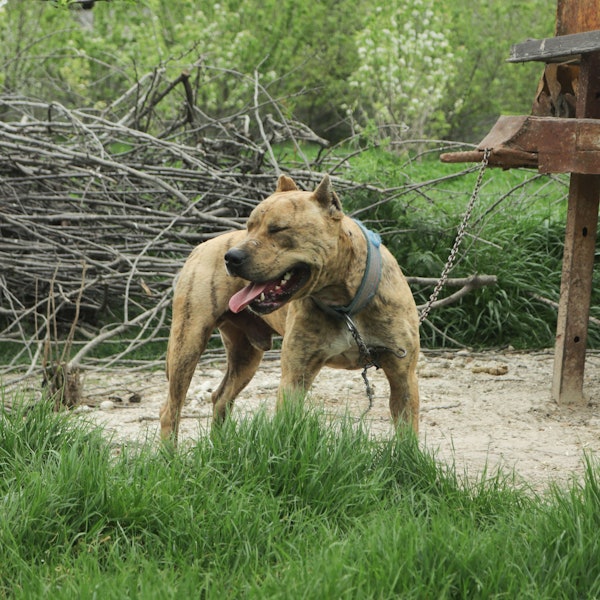 Ein Pitbullterrier an einer Leine. (Symbolbild) In Oldenburg hat ein Hund dieser Rasse mehrere Menschen gebissen.