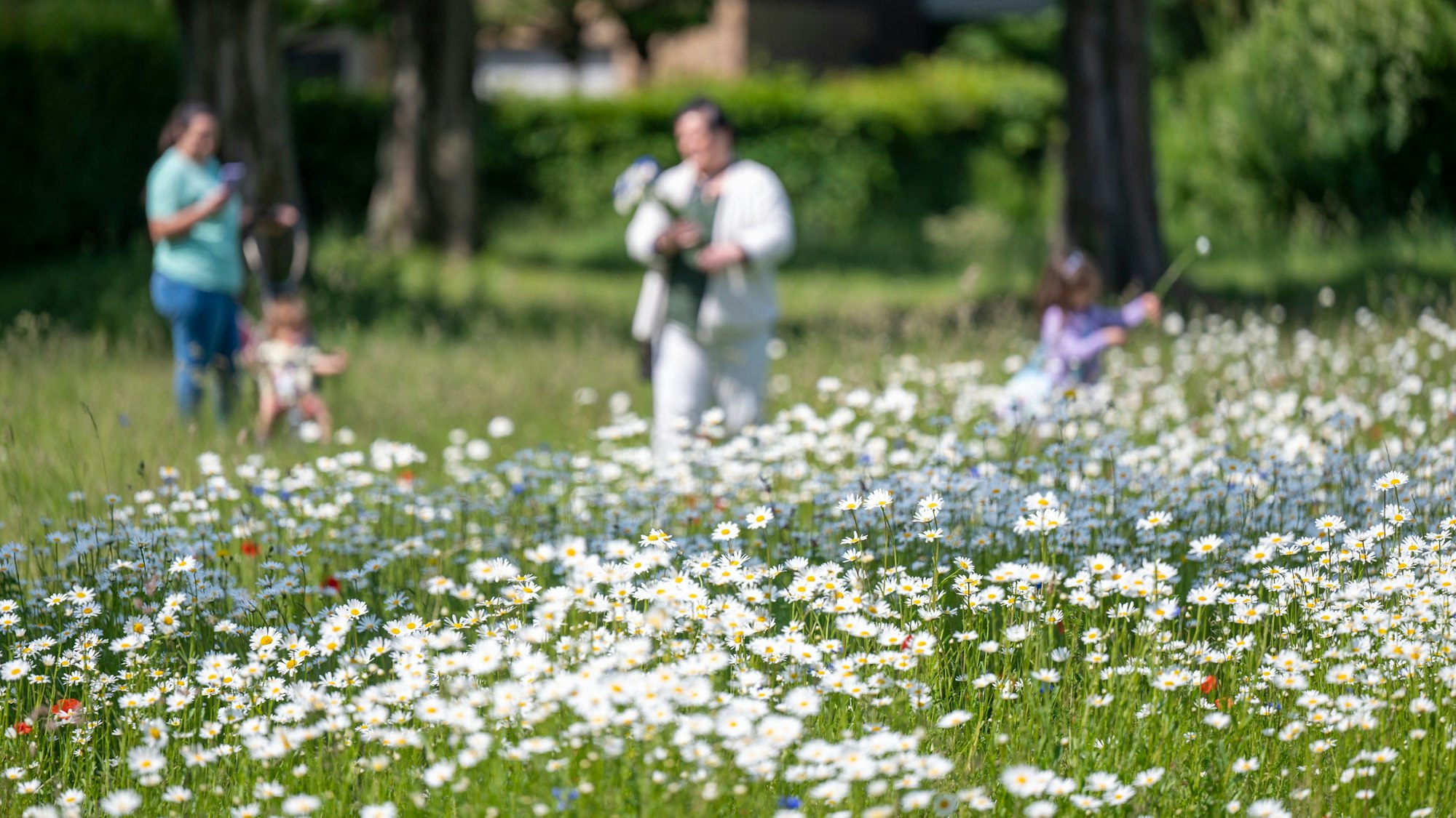 Eine blühende Wiese, im Hintergrund Spaziergänger.