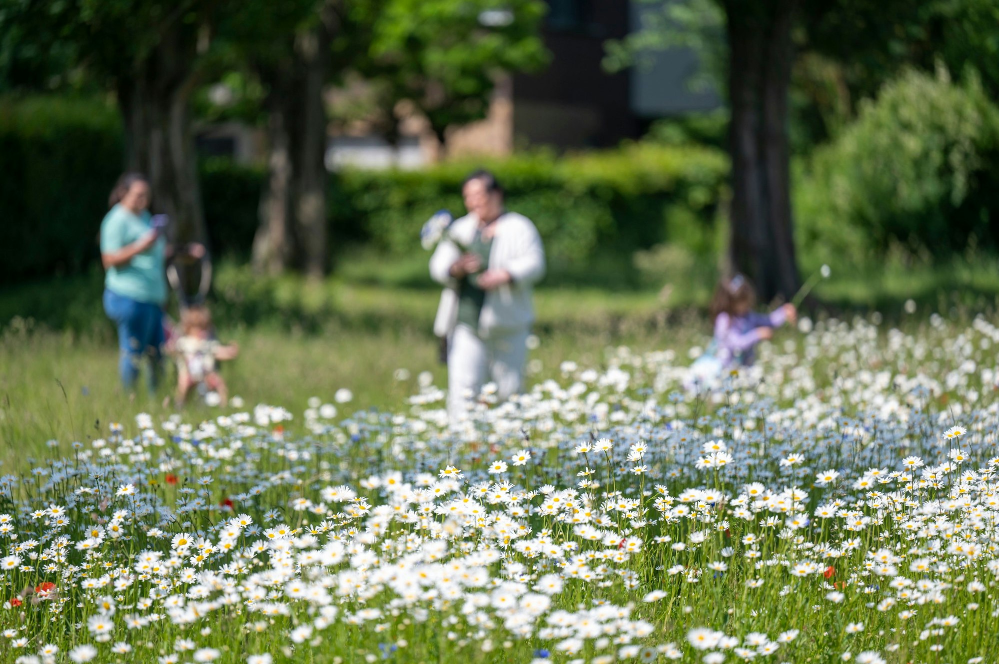 Eine bunte Wiese mit vielen Blumen und Menschen im Hintergrund.