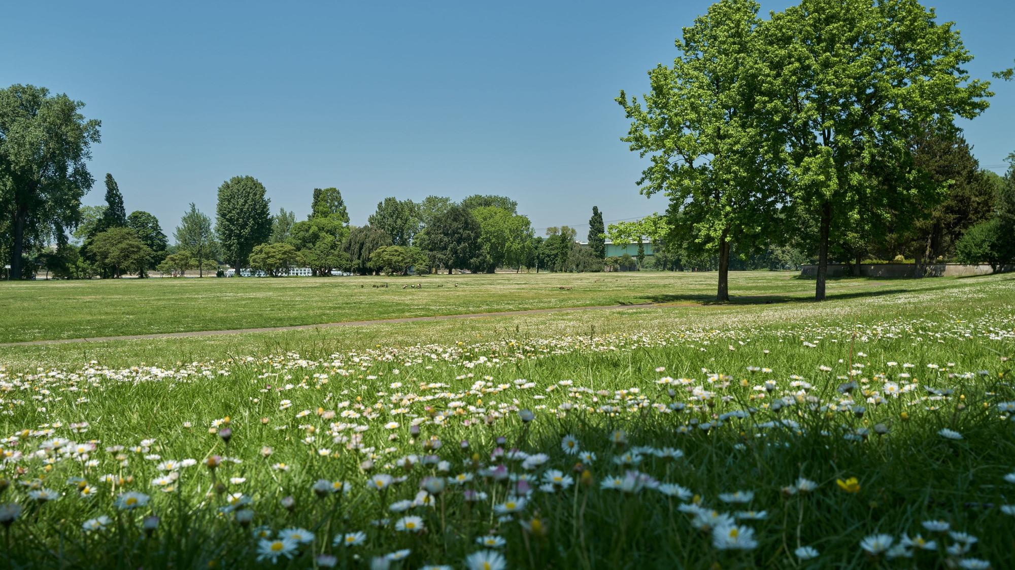 Köln-Deutz: Zur Fußball-Europameisterschaft 2024 sollen Fans auf Kleinspielfelder im Kölner Rheinpark kicken können. Politiker lehnen das aus Naturschutzgründen ab. Aktuelle Aufnahmen der Wiesen im Rheinpark.