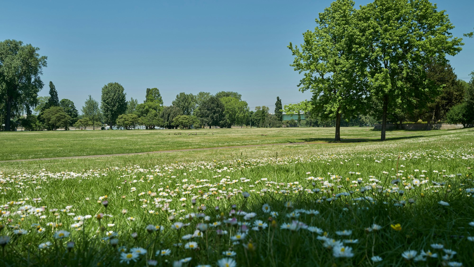 Köln-Deutz: Zur Fußball-Europameisterschaft 2024 sollen Fans auf Kleinspielfelder im Kölner Rheinpark kicken können. Politiker lehnen das aus Naturschutzgründen ab. Aktuelle Aufnahmen der Wiesen im Rheinpark.