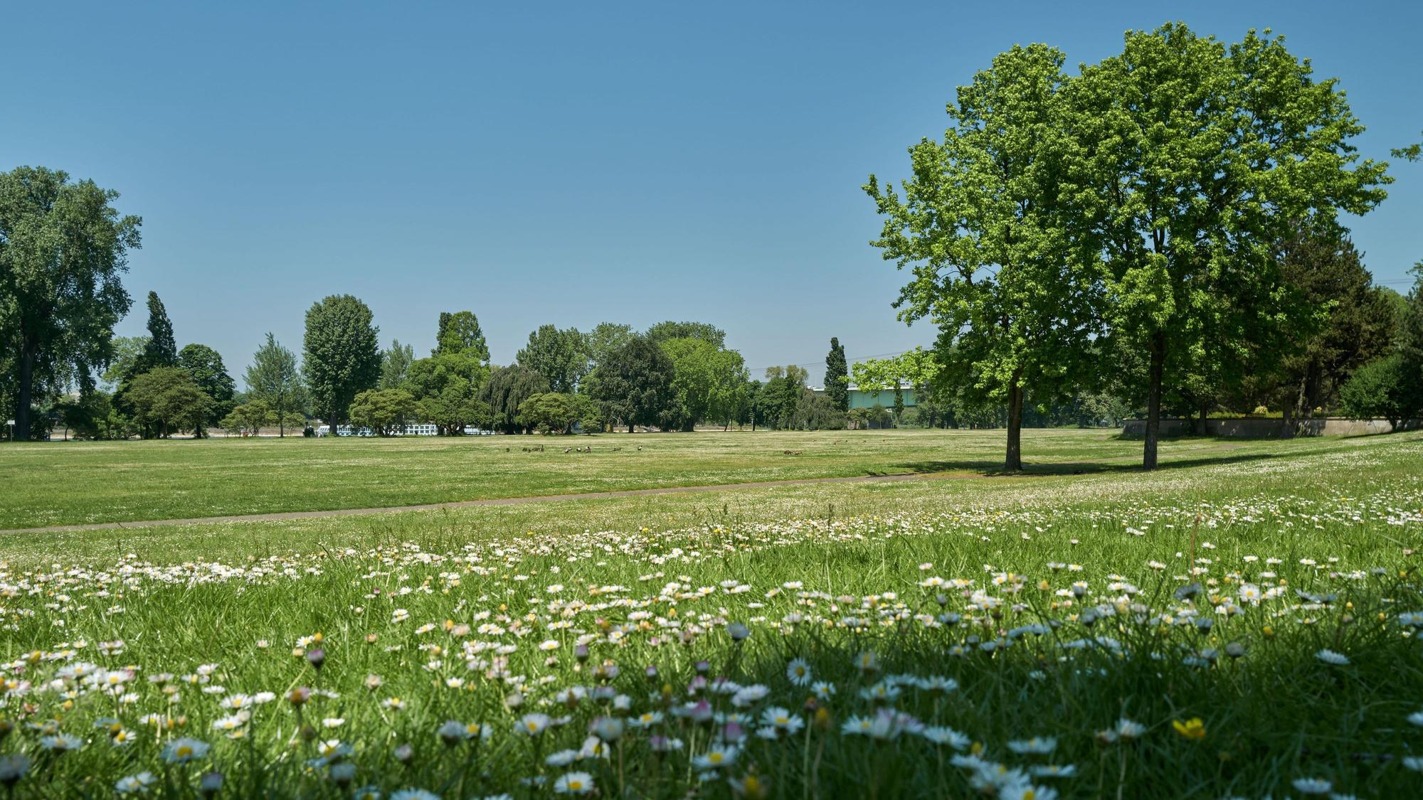 Eine Wiese mit Blumen im Rheinpark in Köln-Deutz.