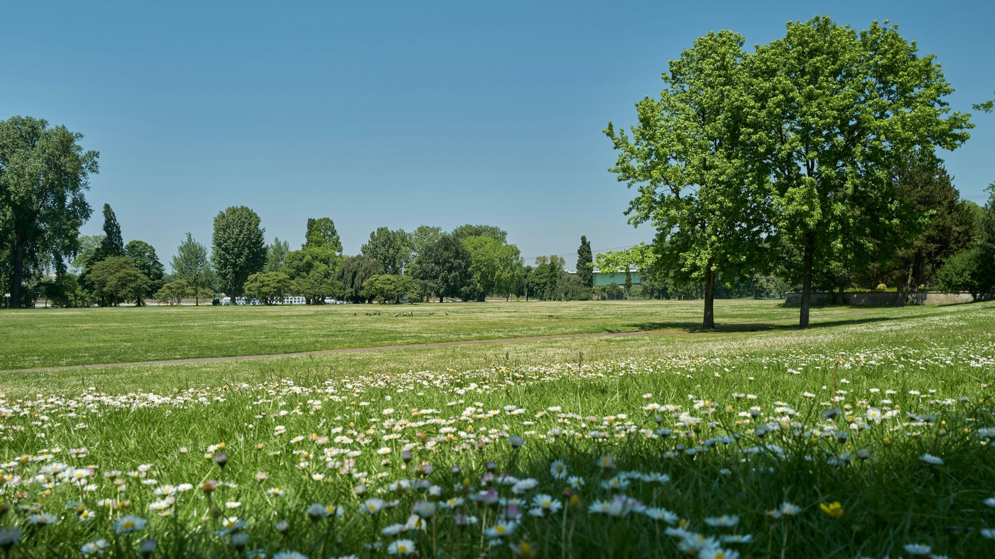 Eine Wiese mit Blumen im Rheinpark in Köln-Deutz.