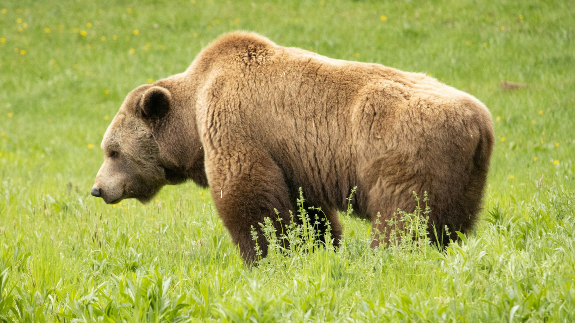 Ein Braunbär steht im Bärenwald Müritz auf einer Wiese. (Symbolbild)