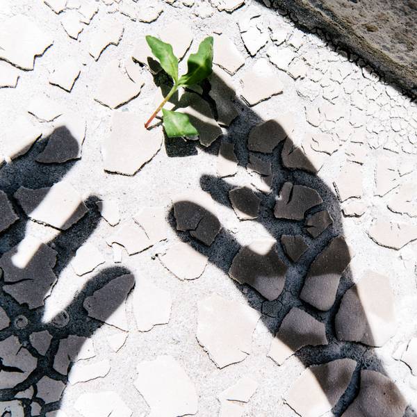 Der Schatten von zwei Händen greift nach einem Pflänzchen auf einem Steinboden.