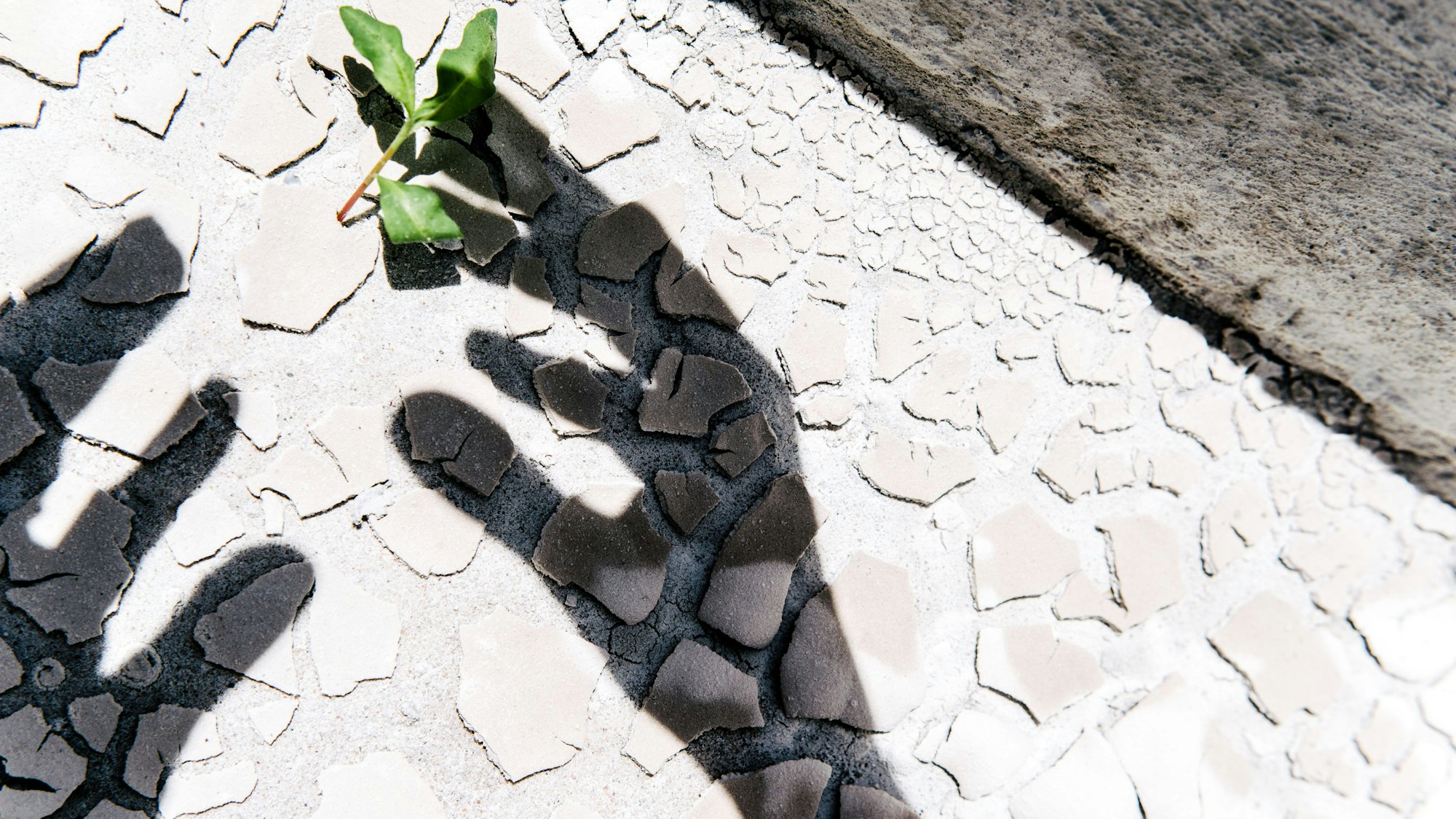 Der Schatten von zwei Händen greift nach einem Pflänzchen auf einem Steinboden.