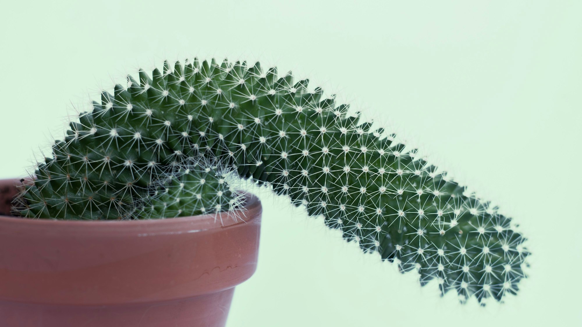 Eine Kaktuspflanze, die der Form,eines Penis ähnelt, zeigt leicht Richtung Boden