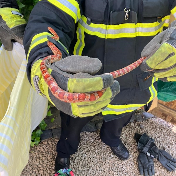 Es ist die Schlange in den Händen eines Feuerwehrmannes zu sehen.