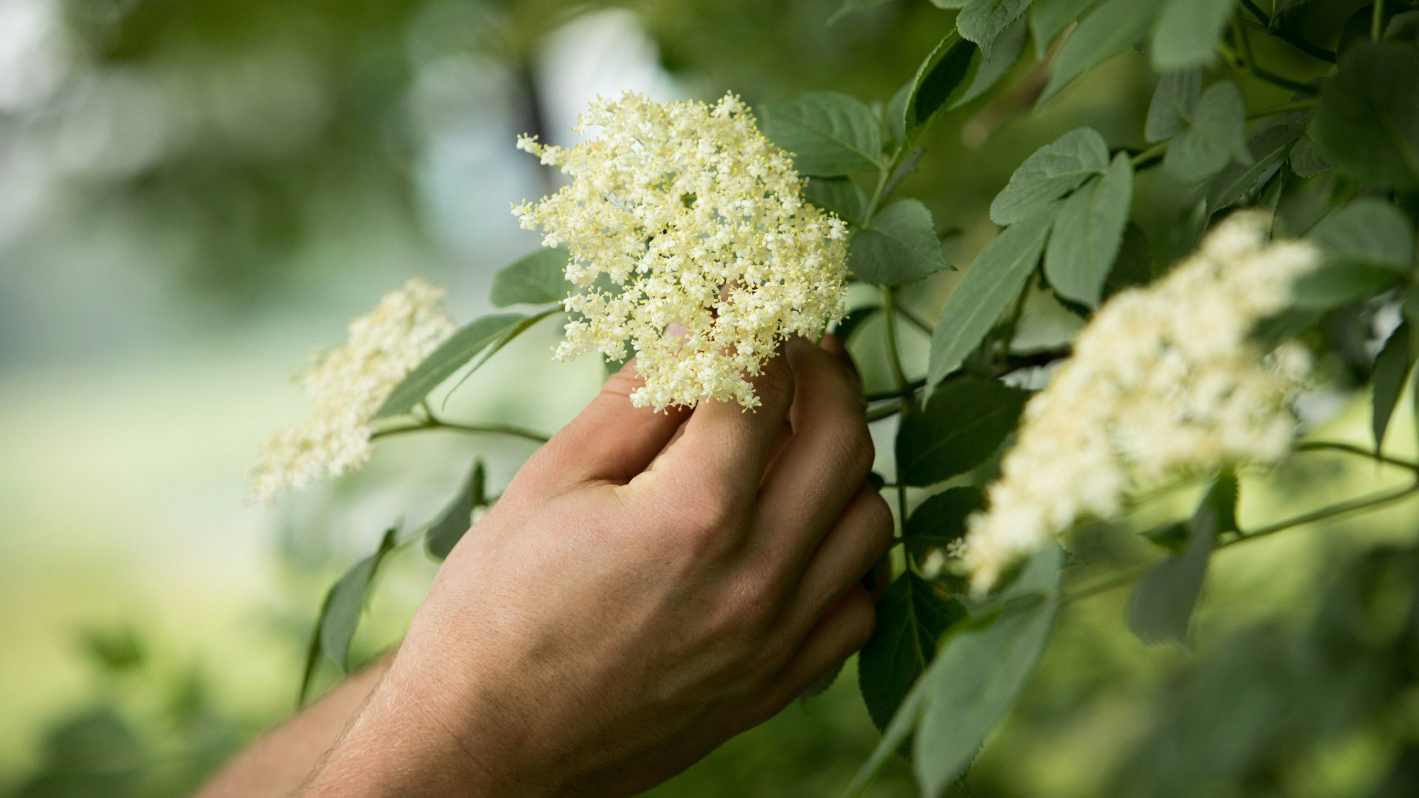 Person pflückt Holunder von einem Strauch
