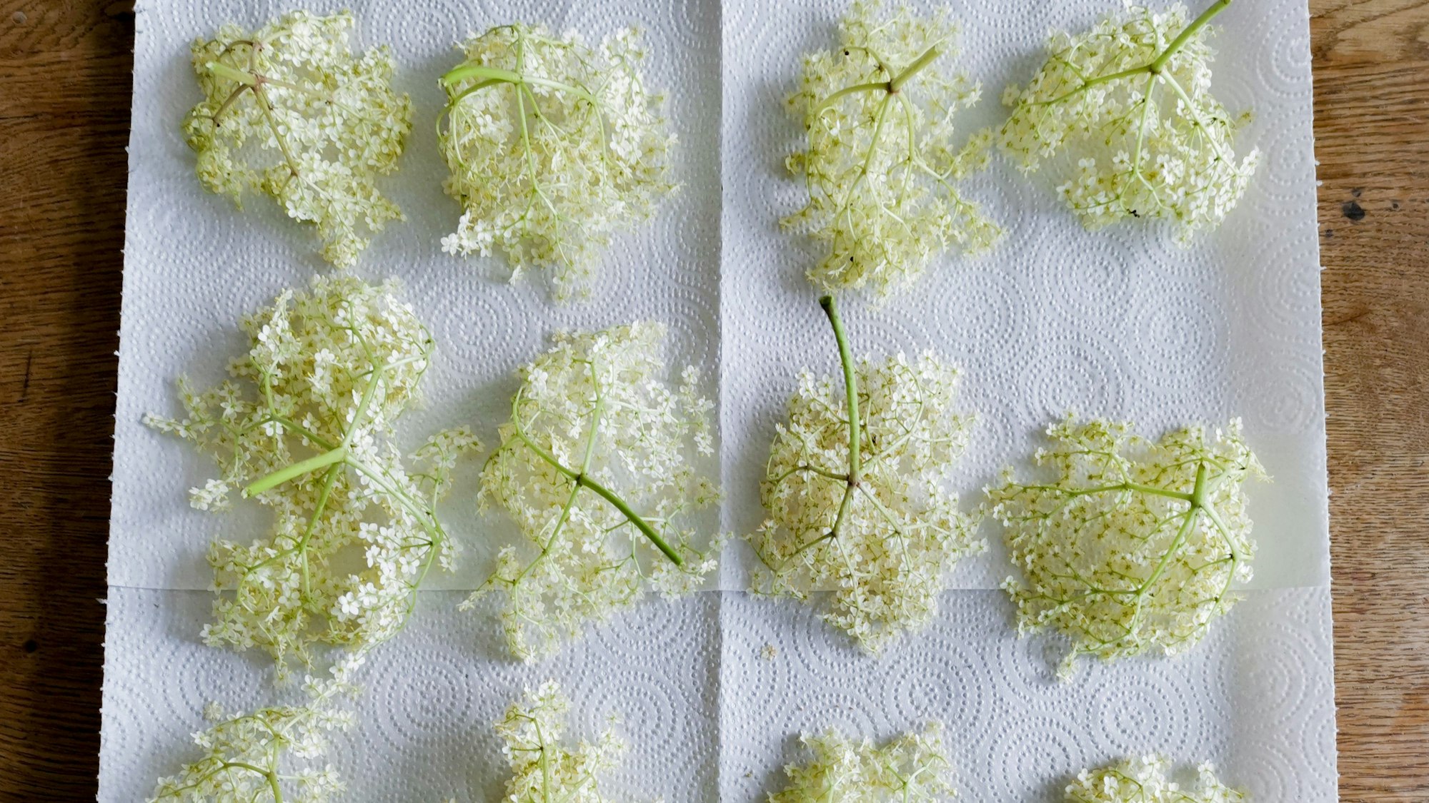 weiße Holunderrispen liegen auf einem Küchenpapier