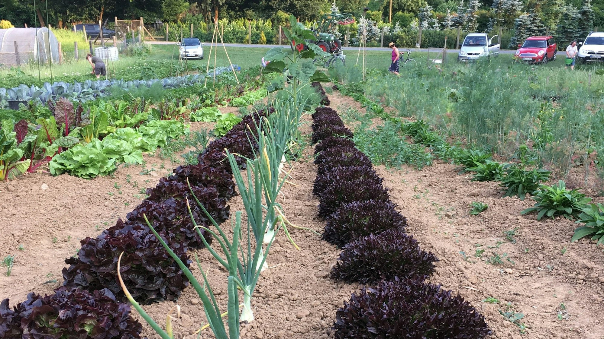 Auf den Parzellen bei Mein Gemüsegärtchen in Pulheim-Stommeln blüht und gedeiht es prächtig.
