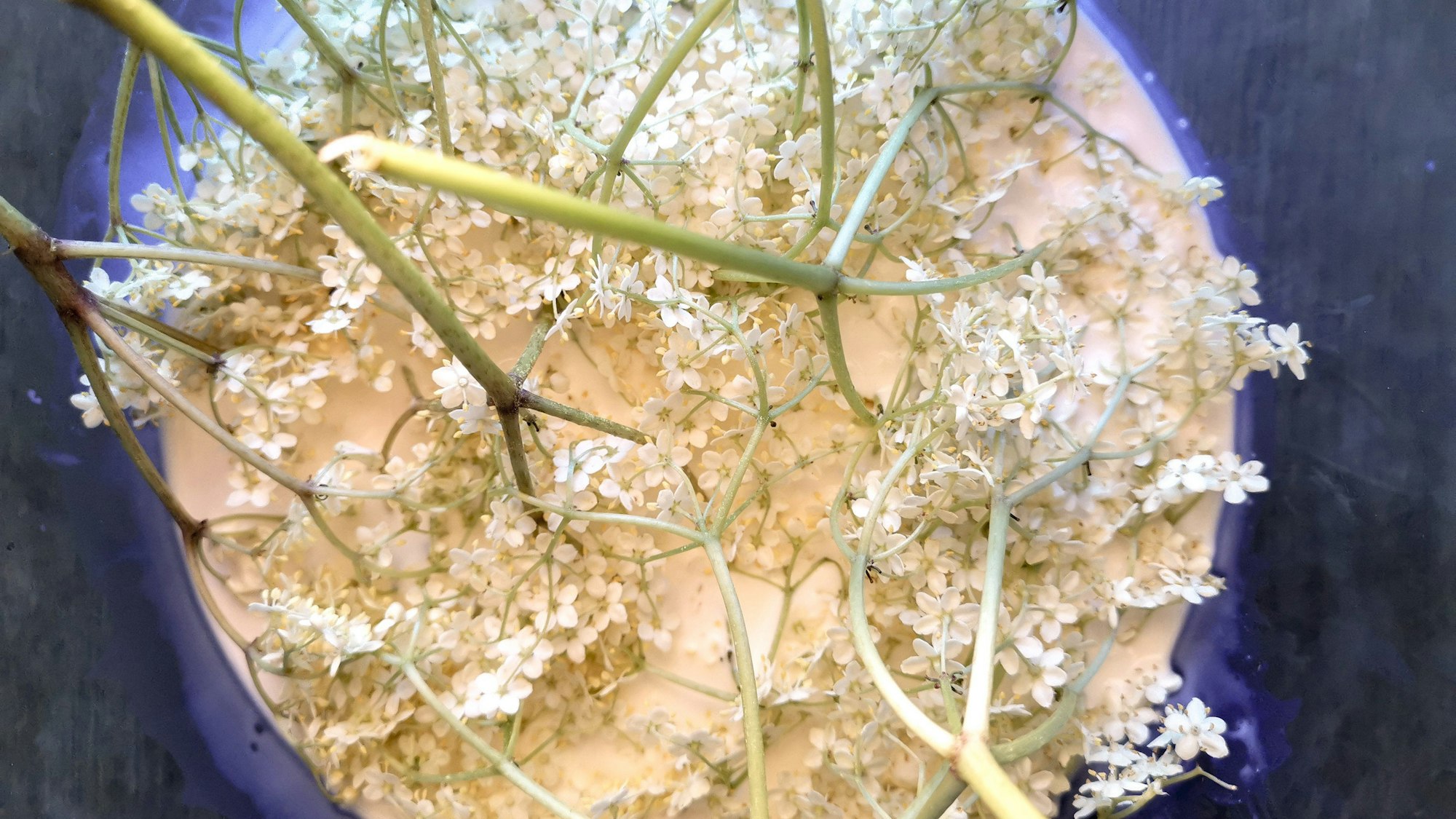 weiße Holunderblütenrispen stecken kopfüber in einer Schüssel mit Sahne