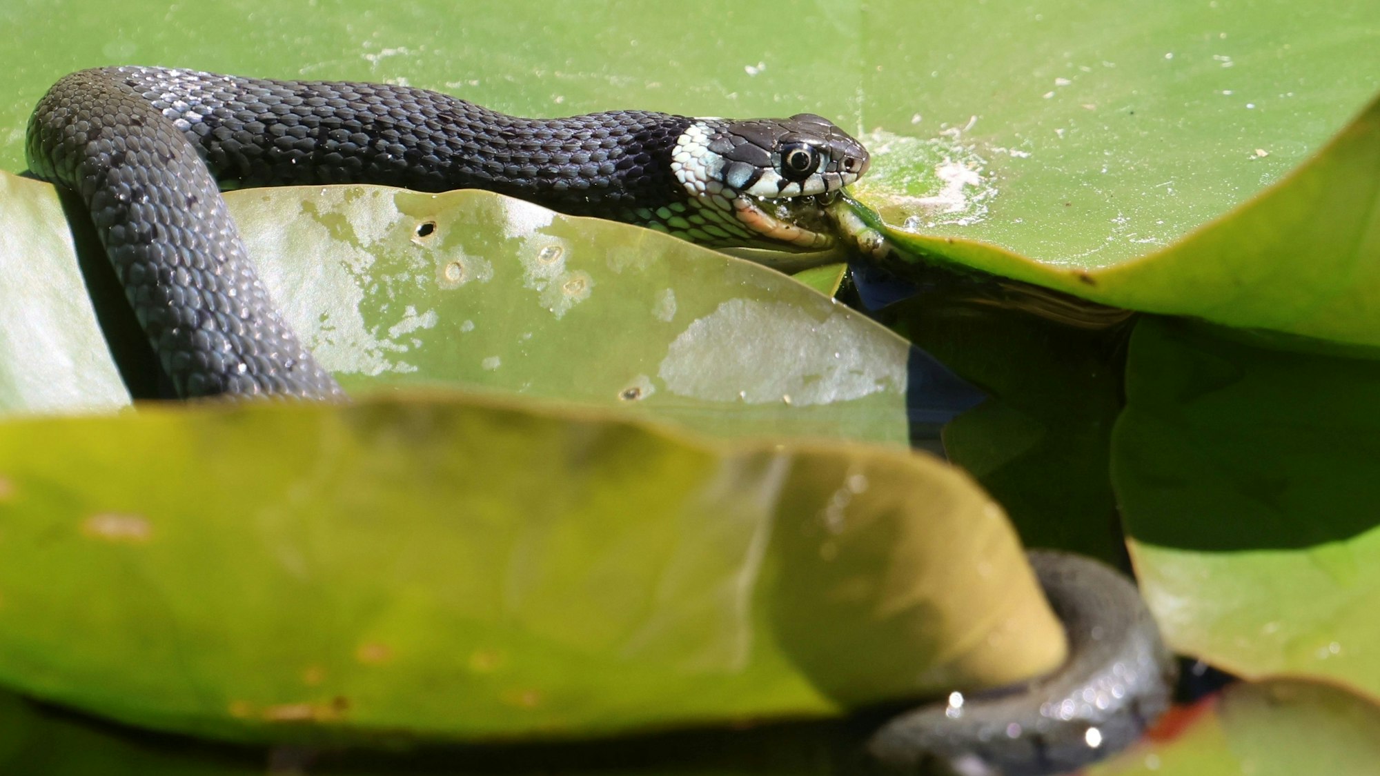 Eine Ringelnatter bei ihrer Mittagsmahlzeit.