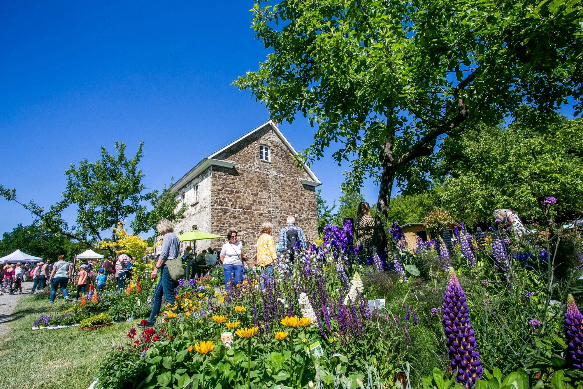 Unter einem wolkenlosen Himmel begutachten die Besucher und Besucherinnen den Gartenmarkt.