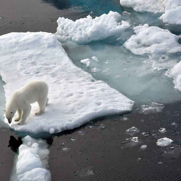 Ein Eisbär steht im Nordpolarmeer auf eine Eisscholle.