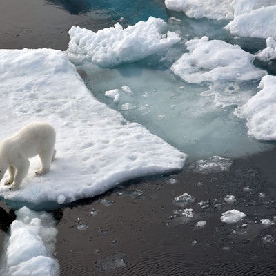 Ein Eisbär steht im Nordpolarmeer auf eine Eisscholle.