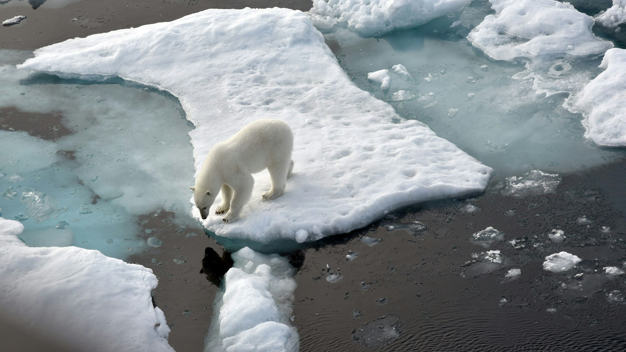 Ein Eisbär steht im Nordpolarmeer auf eine Eisscholle.