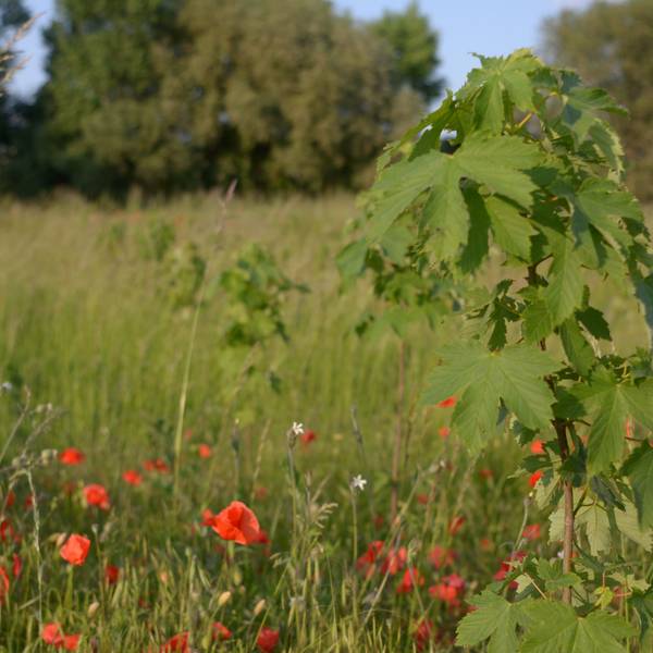 Neu angepflanzte Bäume und Blumen in der früheren Siedlung Rosental in Euskirchen.