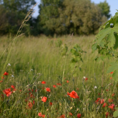 Neu angepflanzte Bäume und Blumen in der früheren Siedlung Rosental in Euskirchen.