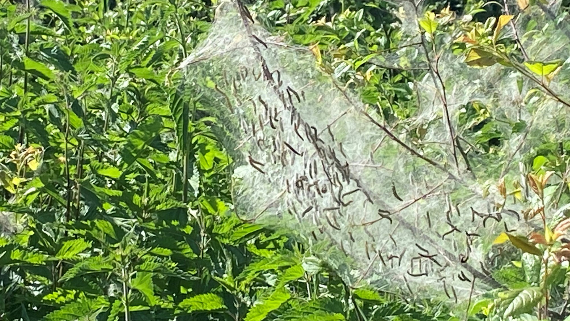 Die Gespinstmotte schlägt Fäden um die Zweige eines Strauchs.