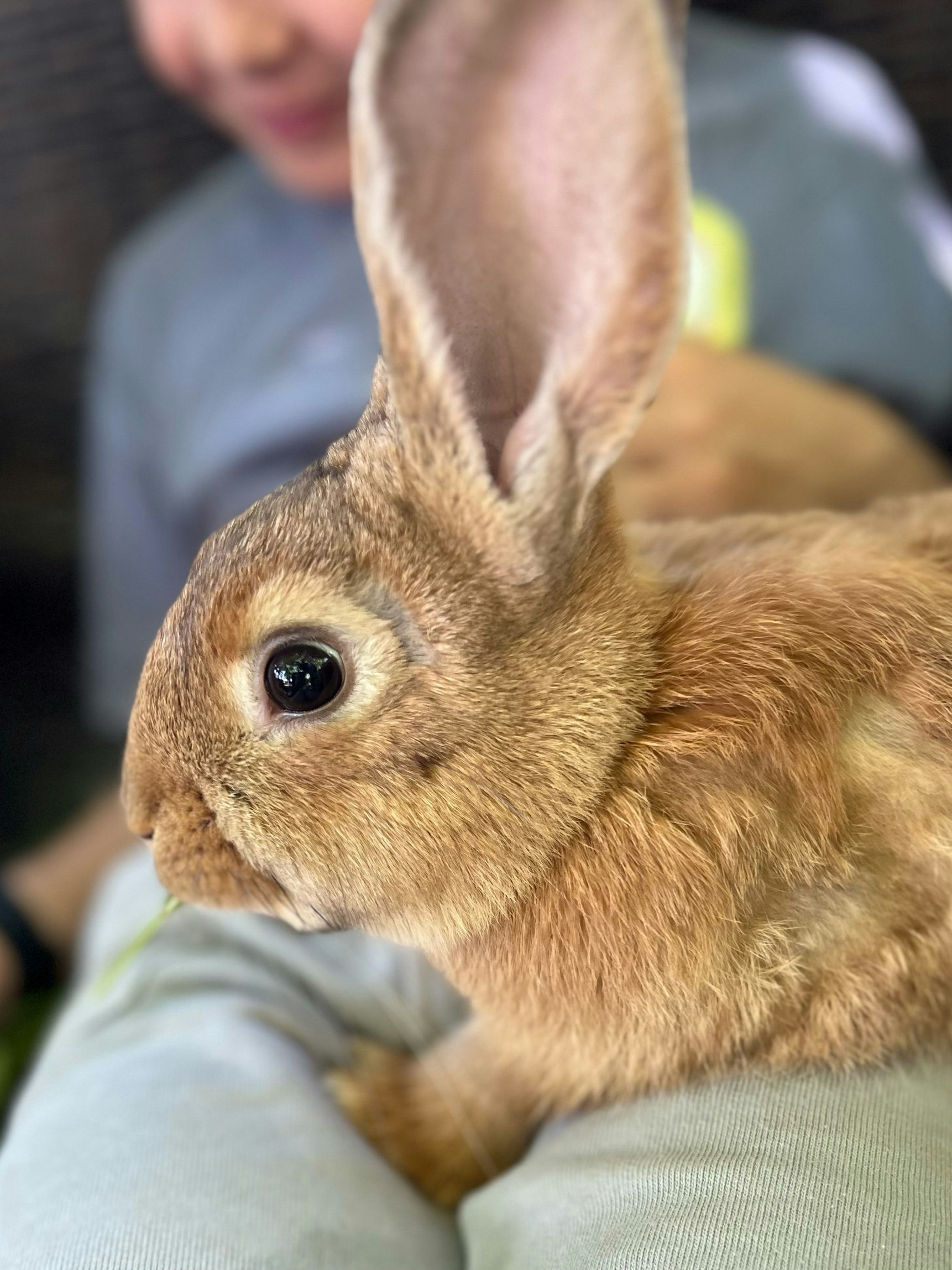Ein Kaninchen sitzt im Jugendzentrum Grengel auf dem Schoß eines Kindes.